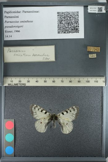 Media type: image;   Entomology 174541